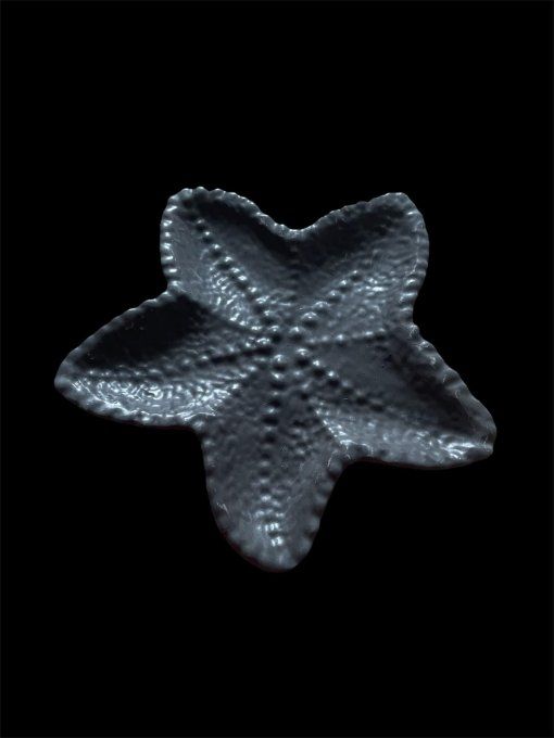 Vide poche étoile de mer